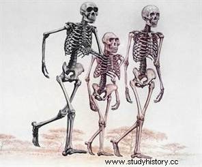 고생물학의 오스트랄로피테쿠스 별 루시 