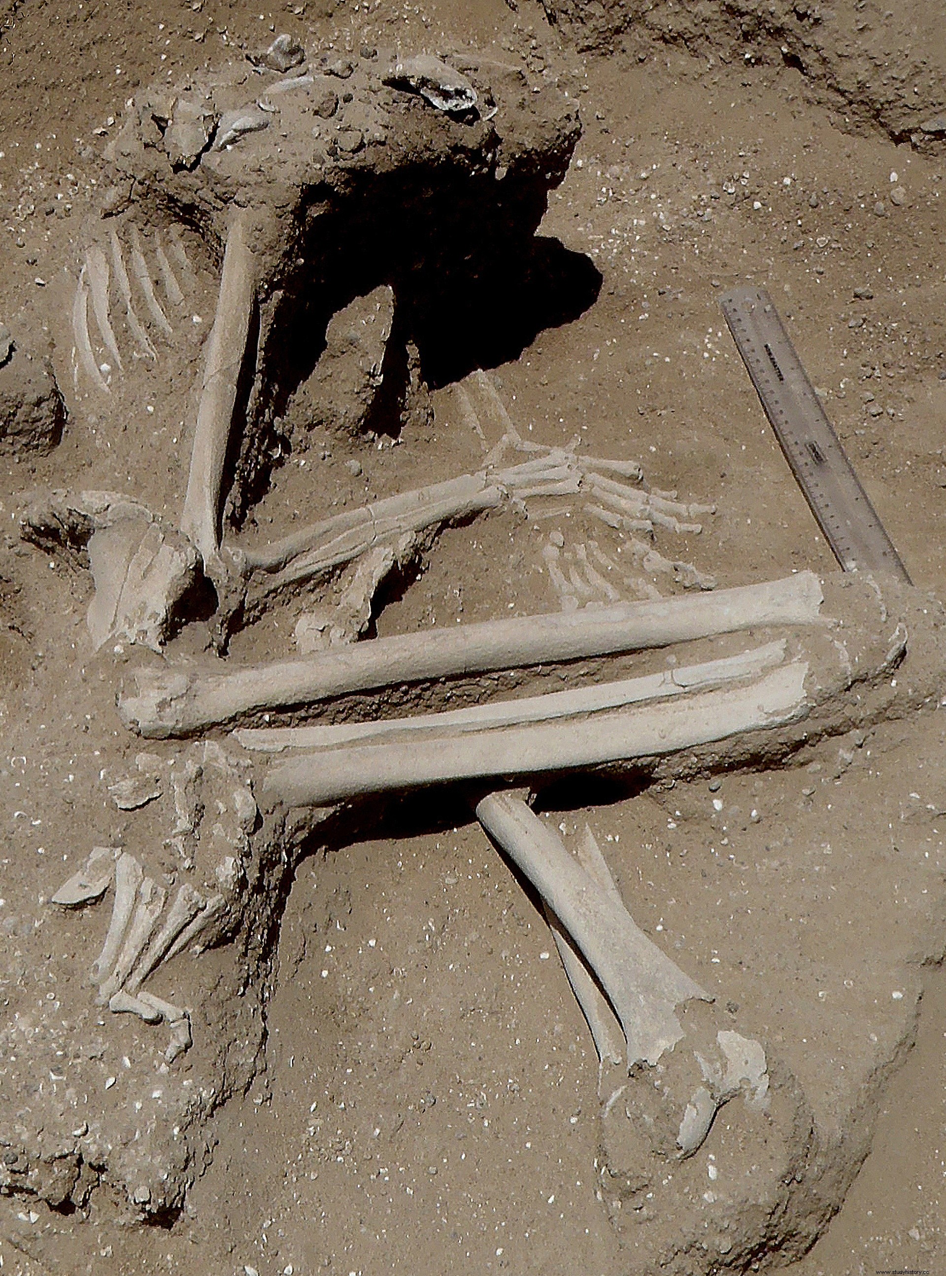 石器時代の虐殺は戦争が起こっていたという最古の証拠を提供する 