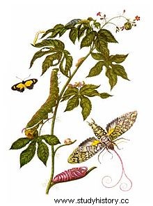 마리아 시빌라 메리안(Maria Sibylla Merian), 예술가이자 박물학자 