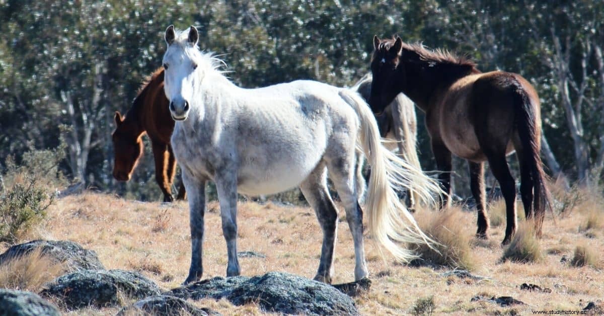 Jandamarra y el levantamiento de Bunuba en Australia 