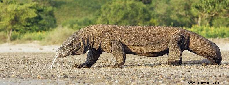 공룡은 인간과 함께 살았습니까? 