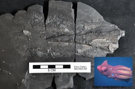 カナダの豊富なジュラ紀の化石 