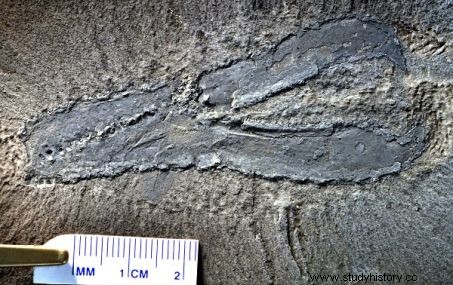 カナダの豊富なジュラ紀の化石 