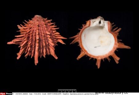 グアテマラで未侵のマヤ王墓発見 