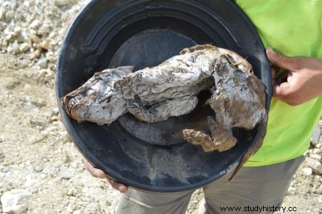 永久凍土で非常に保存状態の良い赤ちゃんのミイラを発見 