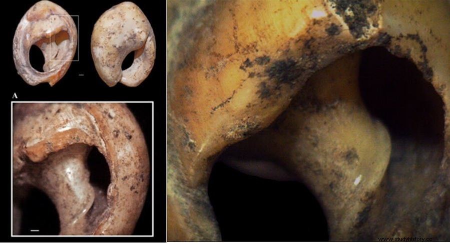 142,000年:世界最古の装飾品が発見された 