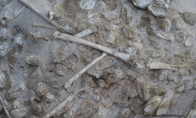Pterosaurio:Encuentra 200 huevos