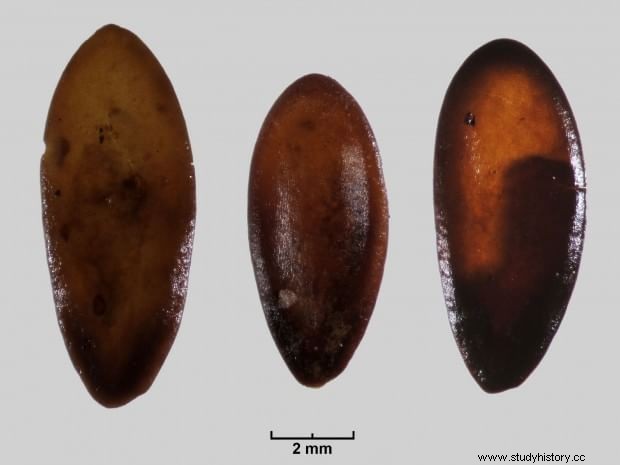 Semillas de melón prehistóricas encontradas en Cerdeña