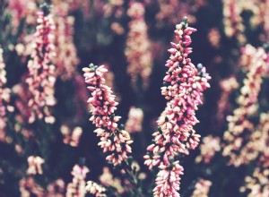 헤더(Heather) - 중세 시대에 인기 있었던 식물 
