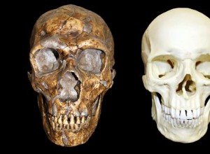 Неандертальцы были такими же умными, как Homo Sapiens 