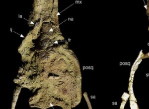 They discover the fossilized remains of a crocodile 10 meters long 