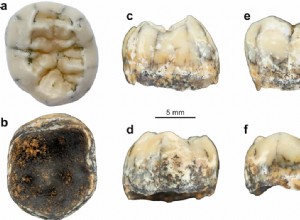 A tooth found in Laos confirms that the Denisovans inhabited South Asia 