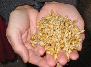 食べるものがないときは何を食べますか？レニングラードの生存 
