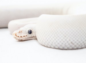 The legend of the white snake (Madame White Snake) 