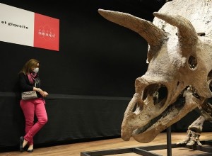 Большой Джон:Самый крупный в мире трицератопс был продан за 6,6 миллиона евро 