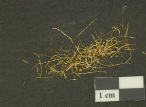 コザニでのユニークな考古学的発見は、それについて知るために海外メディアを読まなければなりません 