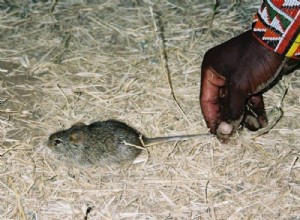 О мышах и людях:история возрастом 15 000 лет 