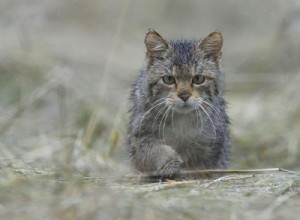 猫の祖先は人間を追跡した可能性がありますが、かなり遅くまで人間の手から食事をしませんでした。 
