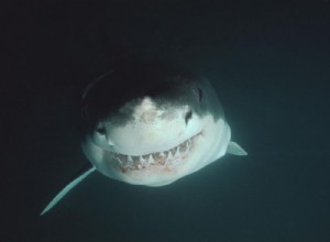 Identification of the oldest trace of a shark attack 