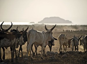 Fulani Empire | historical empire, Africa 