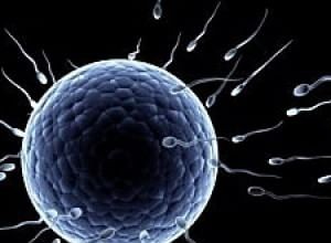 Sperm Found 50 Million Years Ago 