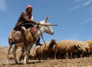 Bedouins 