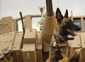 Man and dog:Together and at war, from prehistory to the present 